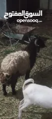  3 خاروف وثني للبيع