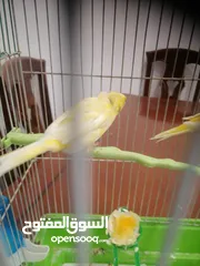  3 كناري أنثى جاهزة مع قفص ب 25 دينار مشاء الله صحة و نظافة موجودة بشفا بدران مع ذكر شهر و يجهز ب 10