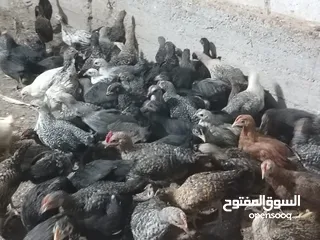  4 بسم الله ماشاءالله موجود فرخات بلدي نخب اول العدد 85 حبة العمر شهرين صلاة النبي الي شرا يرن ما منقصر
