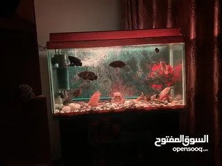  16 حوض سمك اوسكر كامل اغراضو للبيع