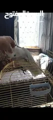  5 كوكاتو جوفن اليف جدا لعبه بصلاة على النبي حبه سوبر جامبو هدد داخل البيت ما بعض نهائيا في فيديوهات