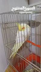 4 ببغاء كوكتيل اصفر البينو عين حمرا جاهز لبيتو الجديد    للبيع بسعر مغري جدا جدا جدا جدا جدا جدا جدا ج