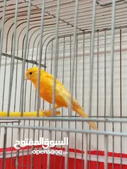  3 ذكر كنار ، اقرأ الوصف