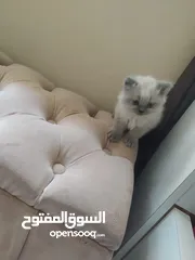  1 قط هملايا ذكر