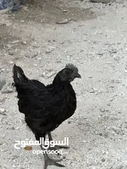  4 ديك أندونيسي