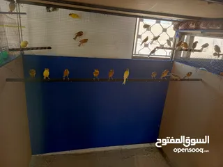  1 ذكور كنار واناثي كنار كل الالوان وكل الاعمار