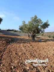  3 قطعة ارض للبيع في كوبر