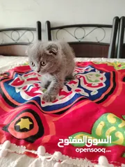  26 كيتنز سكوتش فولد بيرفكت بيور  kittens scotch fold perfect pure 