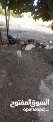  5 حبش ازرق للبيع