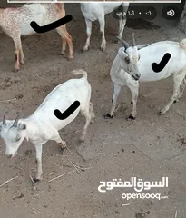  1 3 تيوس محلية للبيع