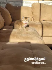  3 جولدن سكوتش ستريت للبيع
