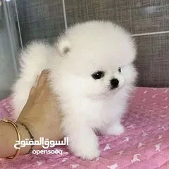  2 Teacup Pomeranian Puppy