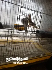  2 جوز كوكتيل وايد فيس بسكوتي مع فراخهم مع القفص والاكل
