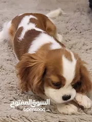  7 Cavalier King Charles Spaniel كلب كنق كافالير