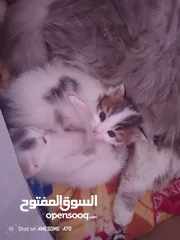  10 قصه سكره و لوزه أنقذت امهم (ببلي) من شارع لما أهلها ىموها وهيا حامل ولدت عندي وكبرو ولادها عندي