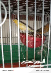  4 كنارات بالصلاة على النبي للبيع بالكوم