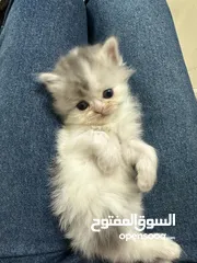  3 Cute small kitten from British Scottish mother and Persian father  قطط صغيرة جدا كبوت للعيد