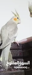  4 ببغاء كوكتيل