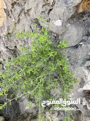  3 سعتر (زعتر) عماني إنتاج جديد