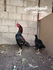  6 باكستاني، براهما، امهات لاحم فرخات عمر 3 شهور  صوص باكستاني حر  ديوك باكستاني خط أول و فرخات شغالة