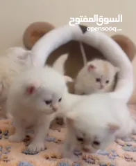  4 Persian kittens