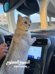  2 قط مفقود بضاحية الياسمين مكافاة مالية لمن يجده