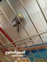  13 يوجد لدي اربع ببغاوات كوكتيل ما في ولا واحد منهم اليف في واحد بس شوي اليف  شاهد الوصف