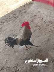  4 ديك شوكي عرب البيع 