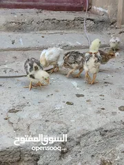  2 افراخ دجاج عرب