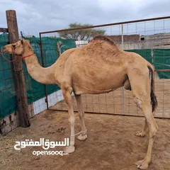  4 بوش للبيع سلاله طيبه