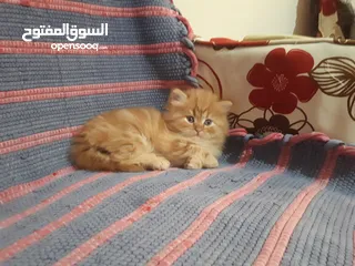  1 قطط للبيع  شيرازى