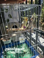  3 روز وكوكتيل