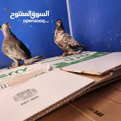  2 جوز اوزبك لون مميز