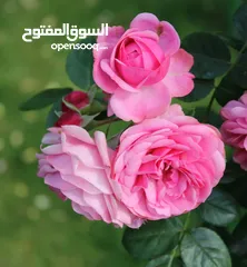  1 السلام عليكم مطلوب جاج باكستاني   لون اسود احمر في  المفرق
