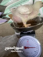  1 دجاج ابيض لاحم