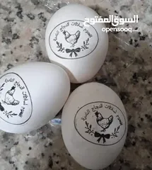  13 بيض سلالات دجاج نادره مستورده