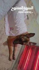  9 جراو مالينوا الأصل  للبيع  عمر عشرين يوم