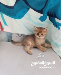  9 كتين سكوتش فولد وستريت