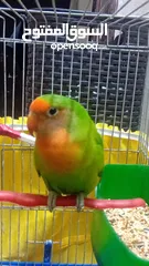  4 حبه روز للبيع   او للبدل