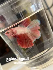  3 سمك فايتر واحواض للبيع