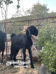  4 ما شاء اللة صخله للبيع عمرها خمس شهور ونص