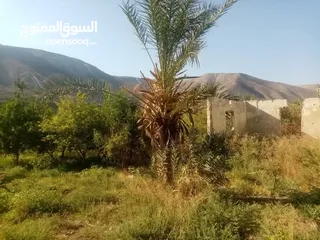  26 ارض للبيع في الحمه الاردنيه مزروع جوافه وكل انواع الحمضيات بثلاثه قواشين مستقلات ومتلاصقات لمالك واح
