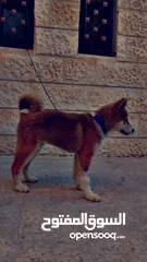  3 كلب اكيتا بيور مستوا واضح العمر ثلاث شهور و نص