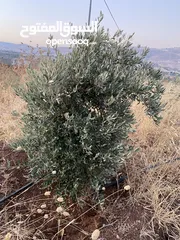  4 قطعه ارض في النصاريه