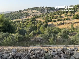 16 مزرعه للبيع / عجلون / رأس منيف