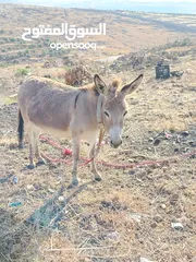  2 حماره للبيع