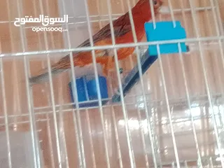  1 حمام مخملي