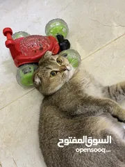  2 قطة سكوتيش للبيع عمر سنة ، أهالي مستوردات من خارج الأردن
