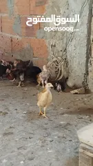  3 دجاج  فيومي وعربي وجيان