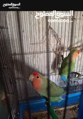  1 مطلوب طير كوكتيل أليف